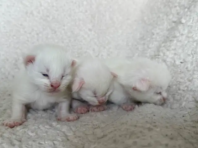 ✨Réservation chatons Mainecoon blancs✨ - Photo 7