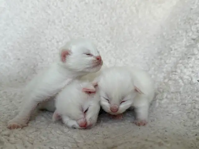 ✨Réservation chatons Mainecoon blancs✨ - Photo 8