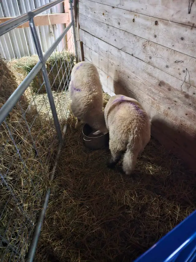 Two ram lamb around 85-95lbs