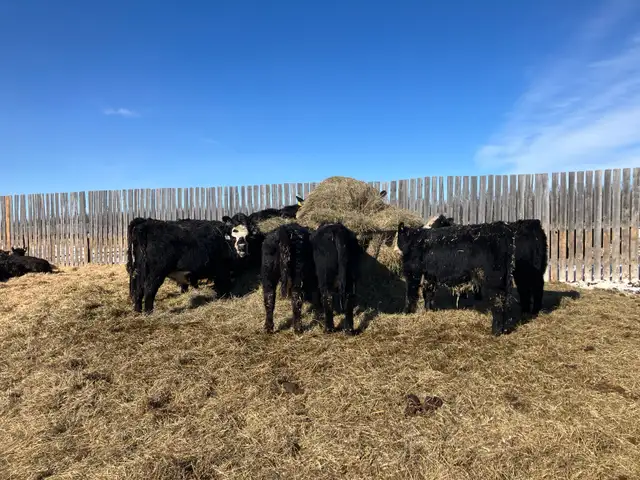 replacement heifers - Photo 3