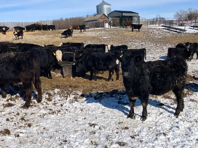 replacement heifers - Photo 4