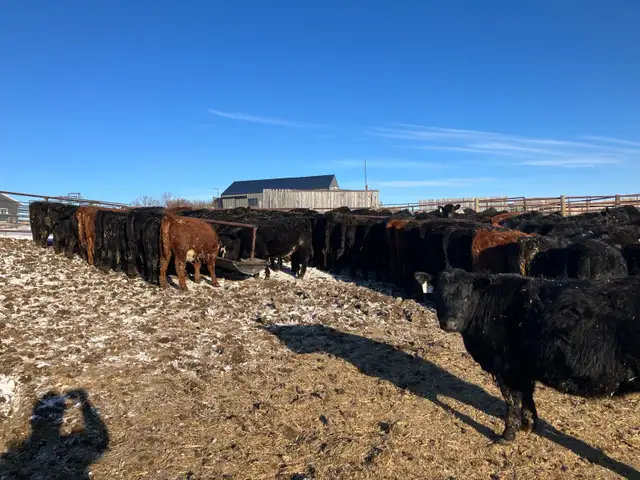 replacement heifers - Photo 5