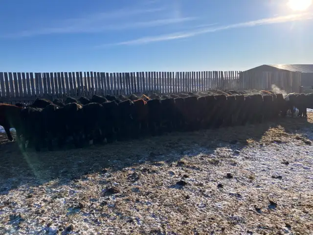 replacement heifers - Photo 6