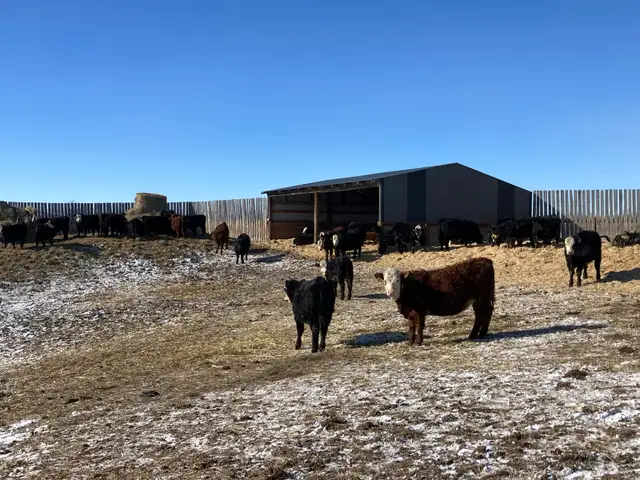 replacement heifers - Photo 7