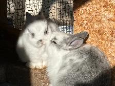 Bébés lapins à vendre