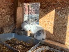 Bébés lapins à vendre - Photo 2