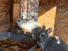 Bébés lapins à vendre - Photo 3