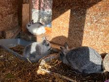 Bébés lapins à vendre - Photo 4