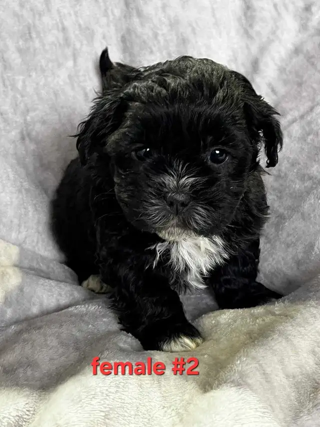 Bichon shitzu puppies