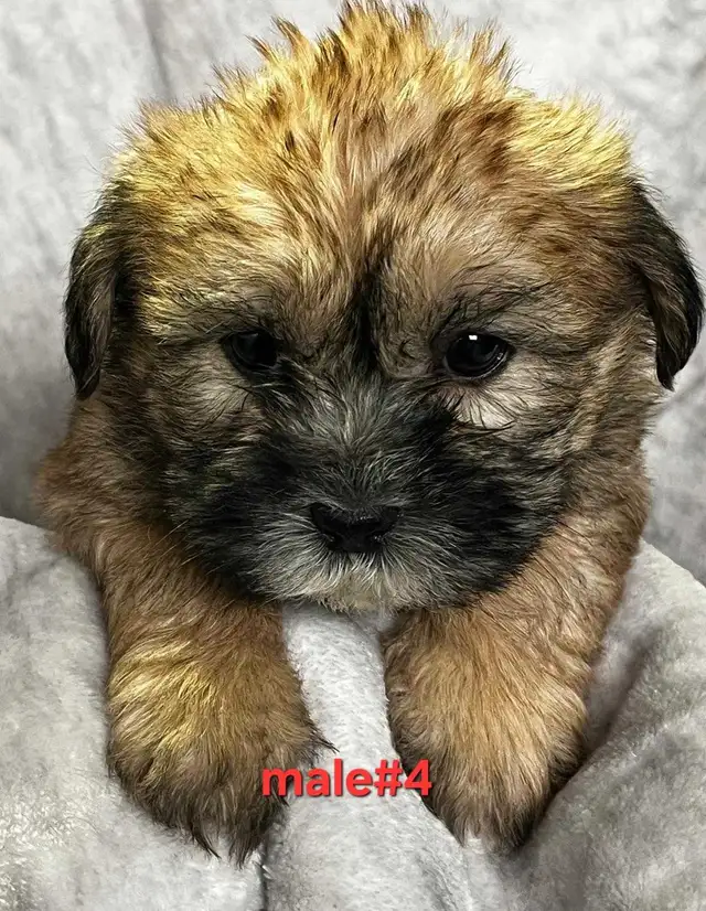 Bichon shitzu puppies - Photo 2