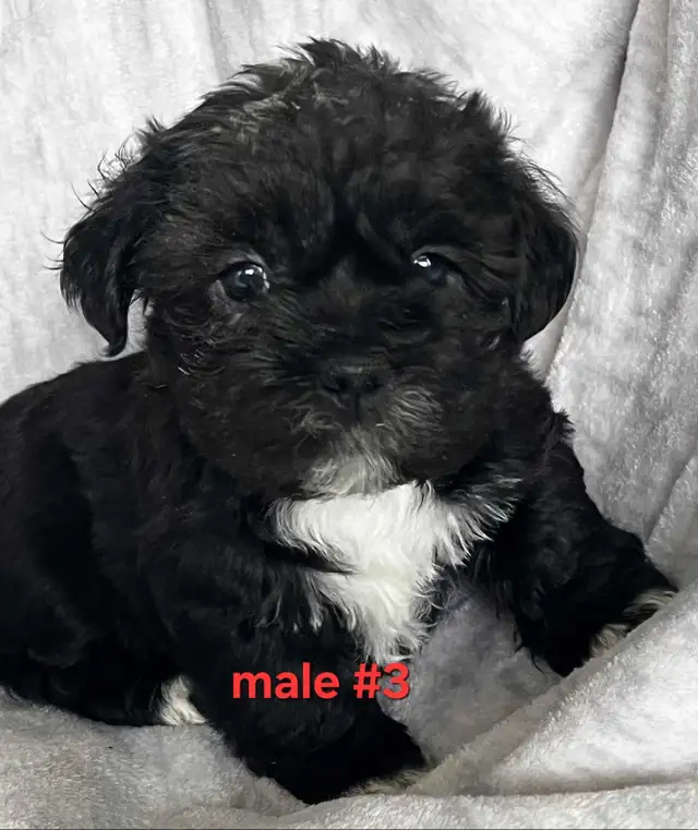 Bichon shitzu puppies - Photo 5