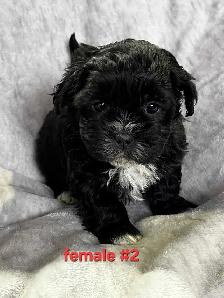 Bichon shitzu puppies