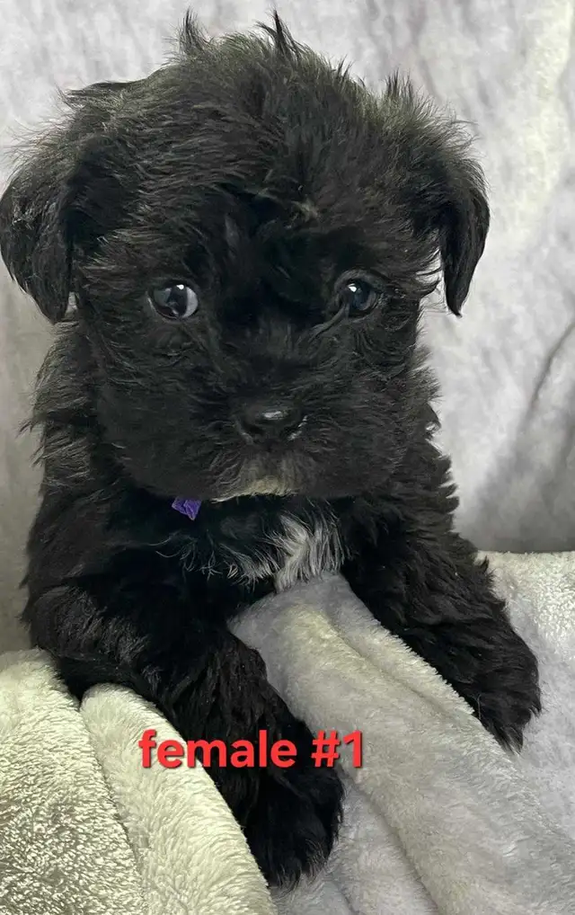 Bichon shitzu puppies - Photo 2