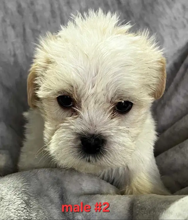 Bichon shitzu puppies - Photo 4