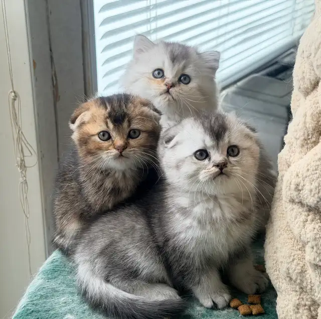 Scottish Fold and Straight Kittens (all boys)