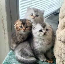 Scottish Fold and Straight Kittens (all boys)
