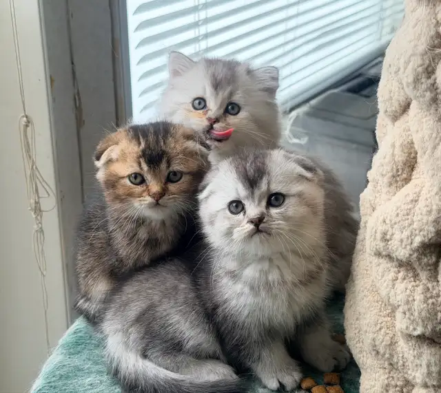 Scottish Fold and Straight Kittens (all boys) - Photo 2
