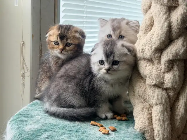 Scottish Fold and Straight Kittens (all boys) - Photo 6