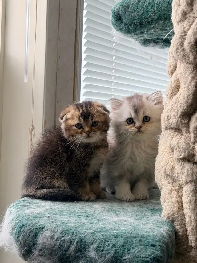 Scottish Fold and Straight Kittens (all boys) - Photo 7