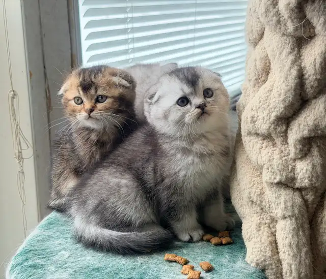 Scottish Fold and Straight Kittens (all boys) - Photo 8