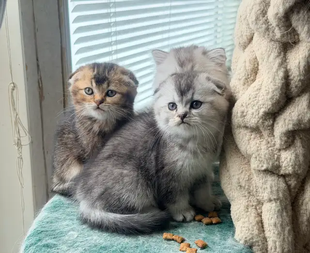 Scottish Fold and Straight Kittens (all boys) - Photo 9