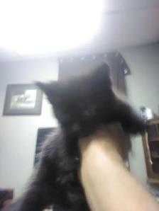 Kittens / 2 Male / 1  Black / 1 Fluffy Grey