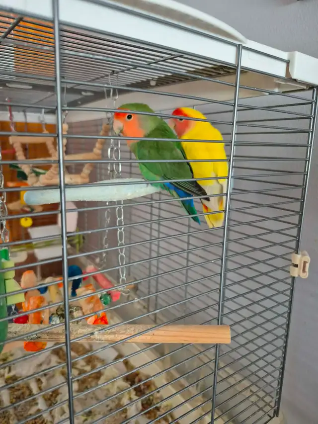 Love Bird pair 2 1/2 years old, bonded pair with their home