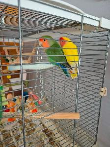 Love Bird pair 2 1/2 years old, bonded pair with their home