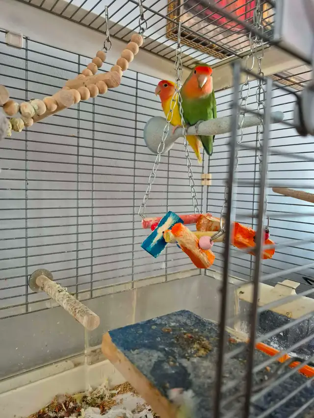Love Bird pair 2 1/2 years old, bonded pair with their home - Photo 2