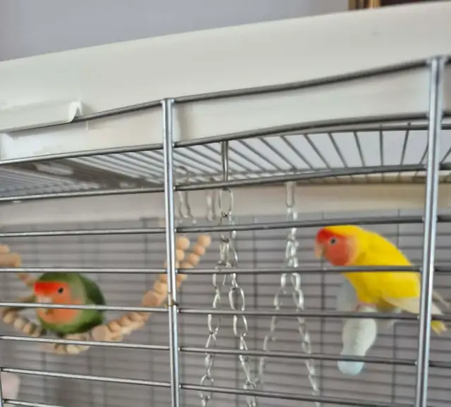 Love Bird pair 2 1/2 years old, bonded pair with their home - Photo 3