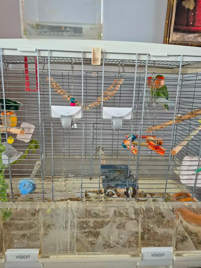 Love Bird pair 2 1/2 years old, bonded pair with their home - Photo 4
