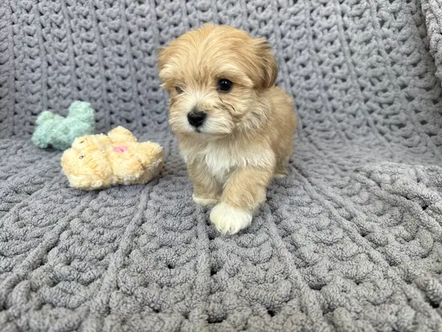 Havanese Puppies For Sale