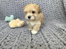 Havanese Puppies For Sale