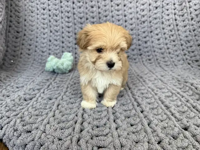 Havanese Puppies For Sale - Photo 2