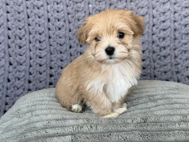 Havanese Puppies For Sale - Photo 3