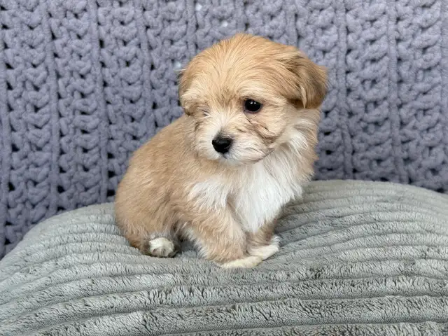 Havanese Puppies For Sale - Photo 4