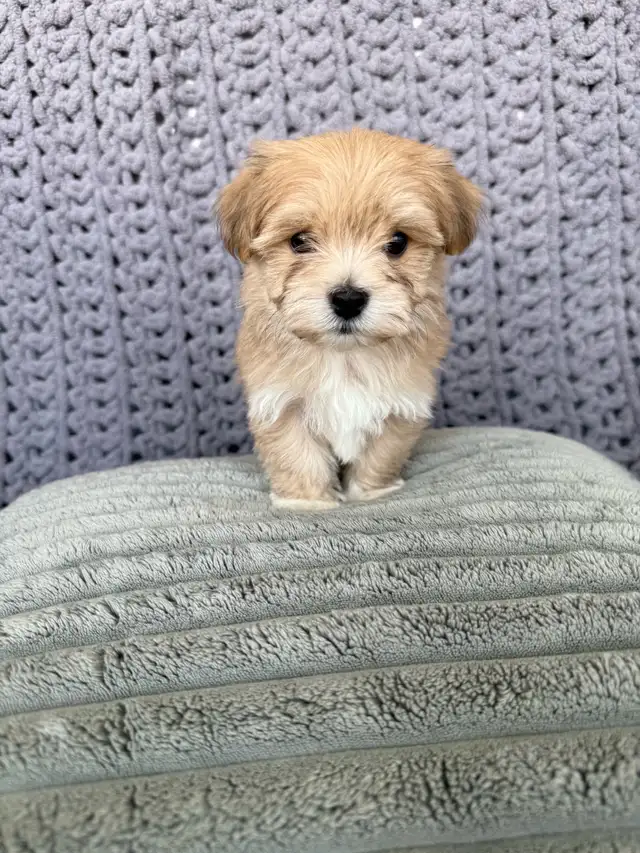 Havanese Puppies For Sale - Photo 5