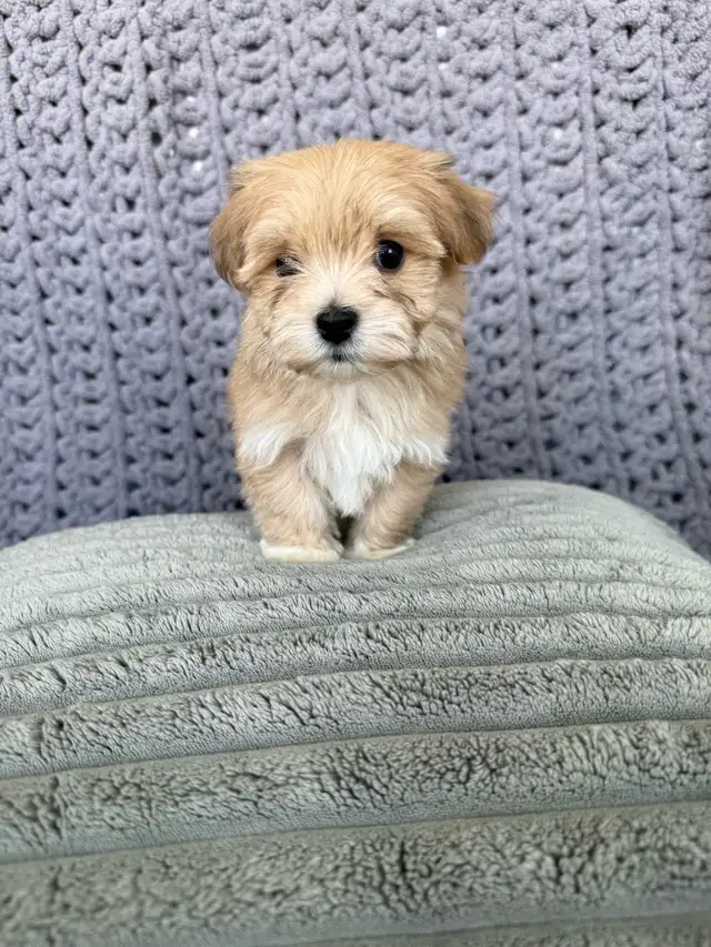 Havanese Puppies For Sale - Photo 6