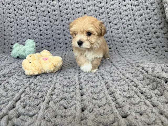 Havanese Puppies For Sale - Photo 7