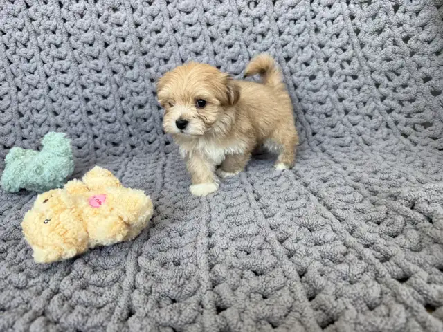 Havanese Puppies For Sale - Photo 8