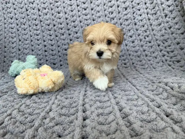 Havanese Puppies For Sale - Photo 9