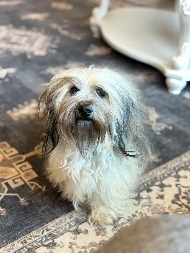 Havanese Puppies For Sale - Photo 10