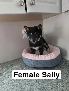 Shibia Inu - Photo 2