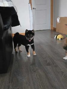 Shibia Inu - Photo 3