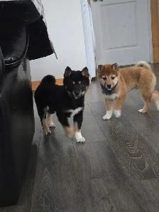 Shibia Inu - Photo 4