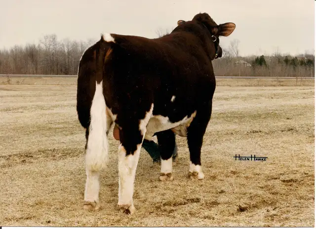 Maine-Anjou Semen - Photo 2