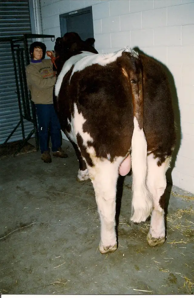 Maine-Anjou Semen - Photo 4