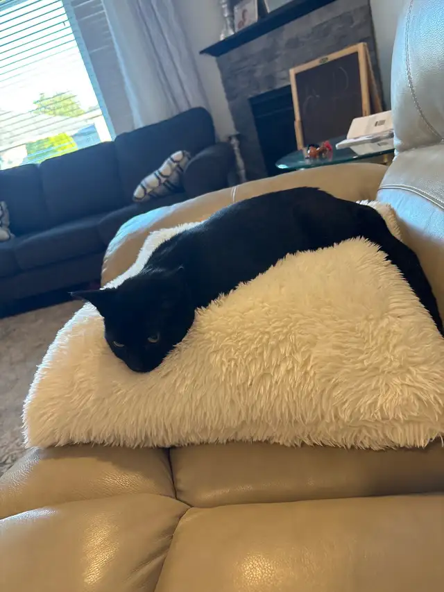 rehoming kitten - Photo 2