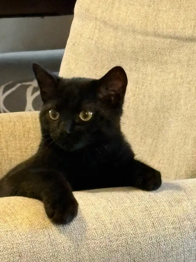 rehoming kitten - Photo 3