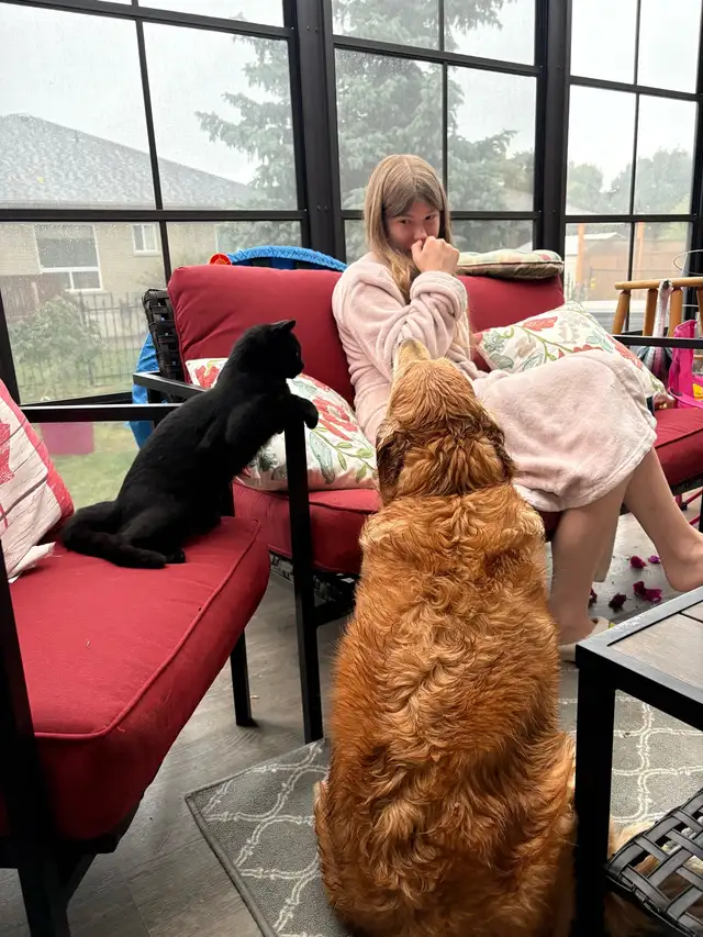 rehoming kitten - Photo 4